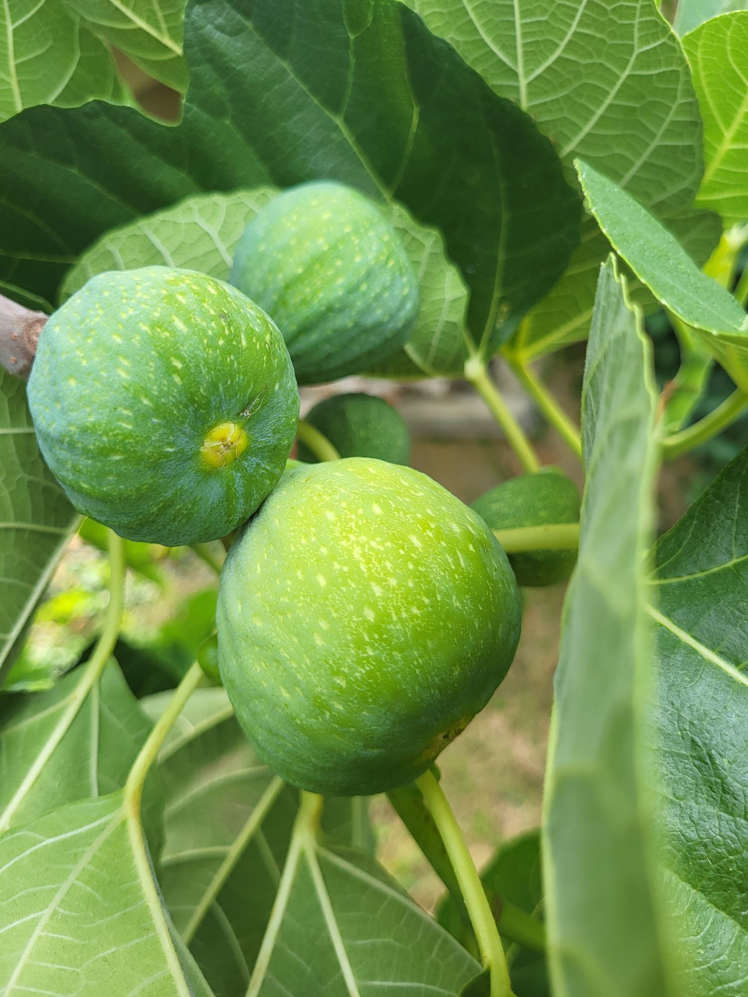 Abricots mûrs cueillis dans le jardin