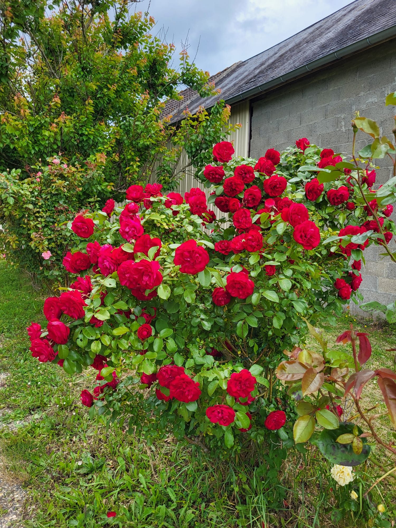 Façade en pierre avec bicyclette fleurie