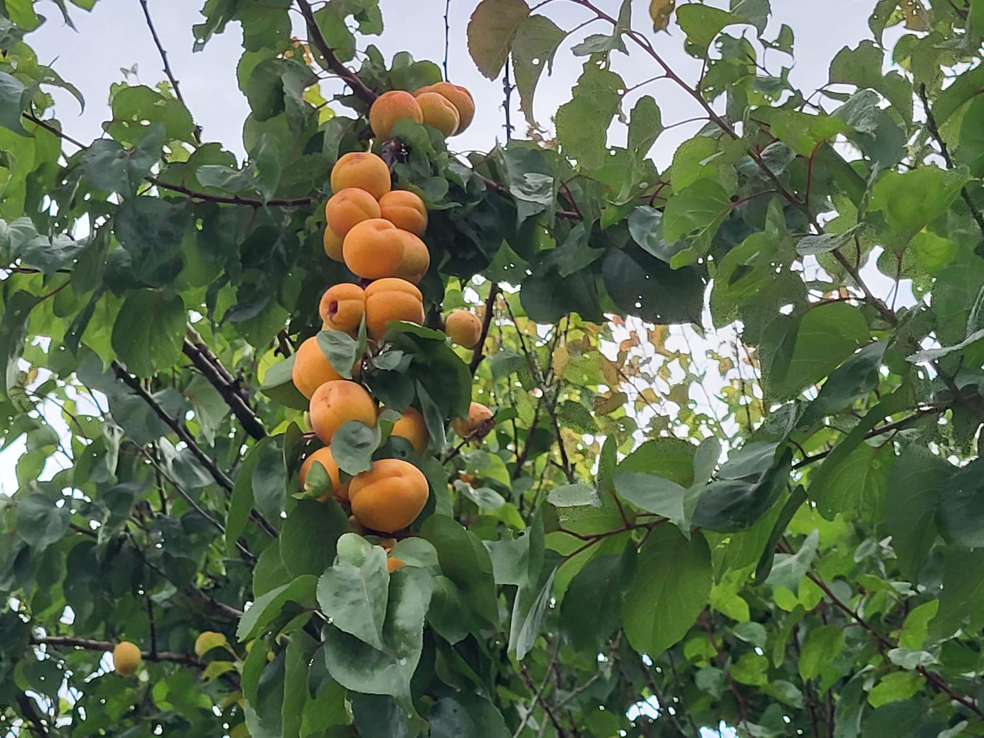 Figues encore vertes dans le jardin